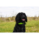 Six Peaks LED Dog Collar Light- Great Outdoors Ireland