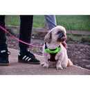 Six Peaks LED Dog Collar Light- Great Outdoors Ireland